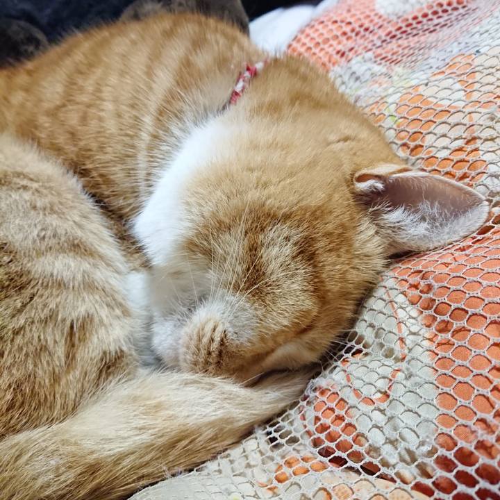 E571e2b1 79d1 49fd b8da fd03448c1c57 1608720218659