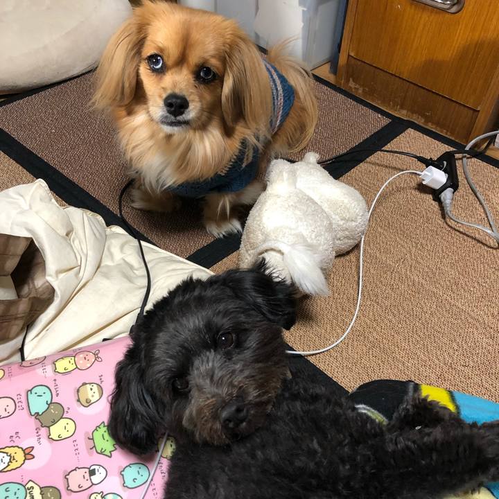 E5729158 185e 4014 a5c8 8d09f720c78b 1550482817729