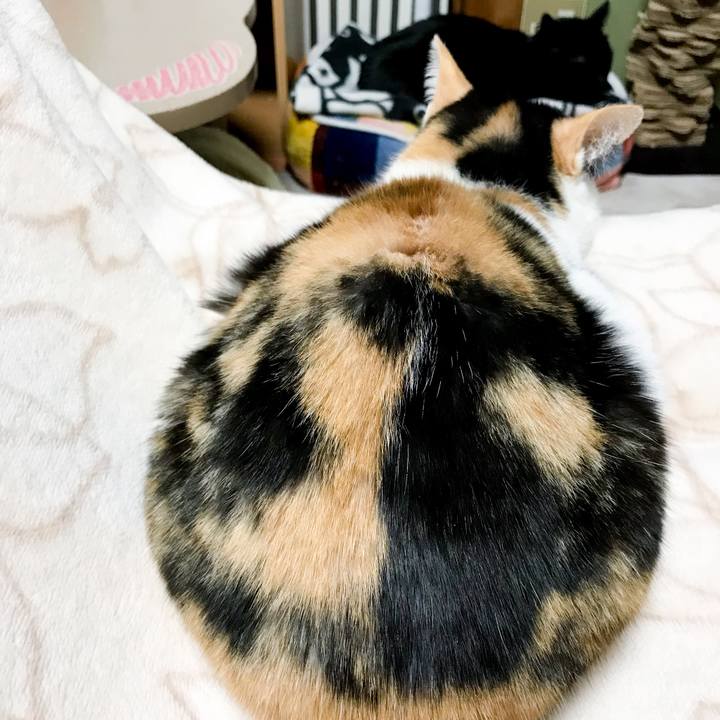 E5736afe 42d7 416e b6e1 3a114c5bbf22 1518016136544