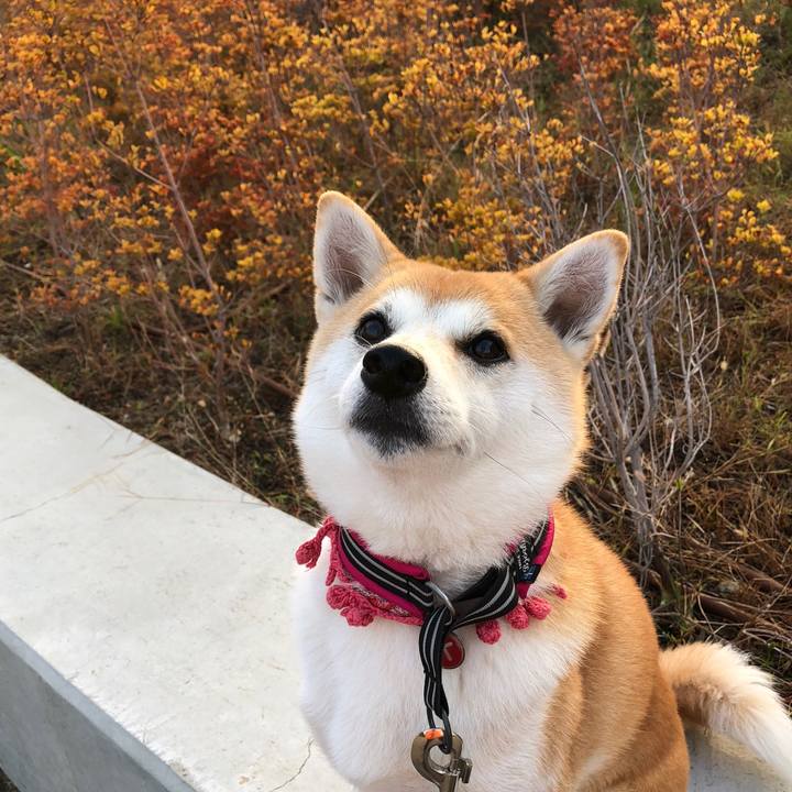 E57a4c15 e14a 4961 9528 7231bd99057a 1539943049506