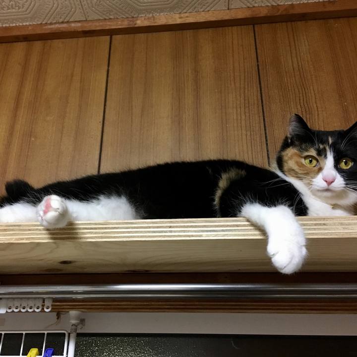 E57ecb80 61e1 47de 870c abdcb25cc0e1 1519576782359