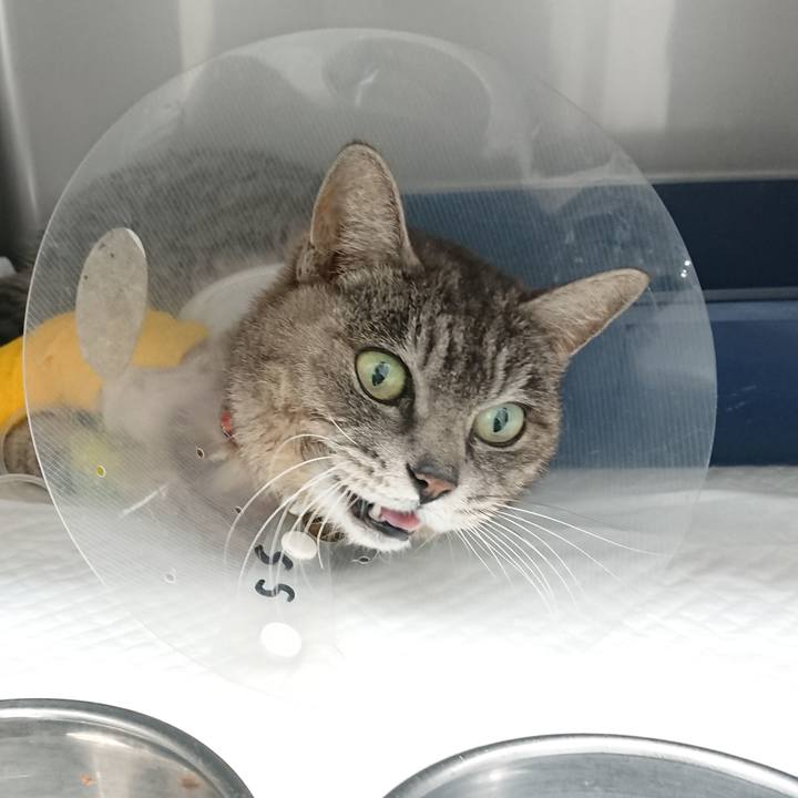 E5866b69 38f4 482f ba3c f6ebb6e1af6d 1586070112702