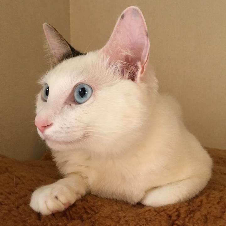 E588bf00 ca2f 432c 855d 151a0202de7f 1512691057676