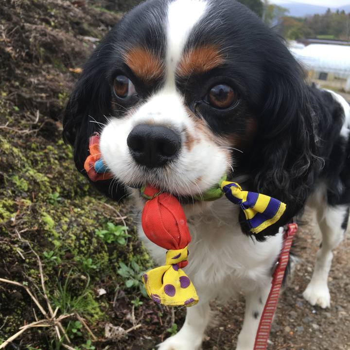 E58a04a3 bd42 4514 9841 379c3f1a088f 1508459068105