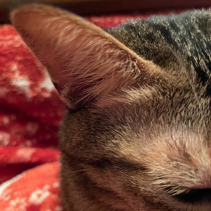 E58b992f bc30 4441 8788 2aec4356dfd0 1639826285388