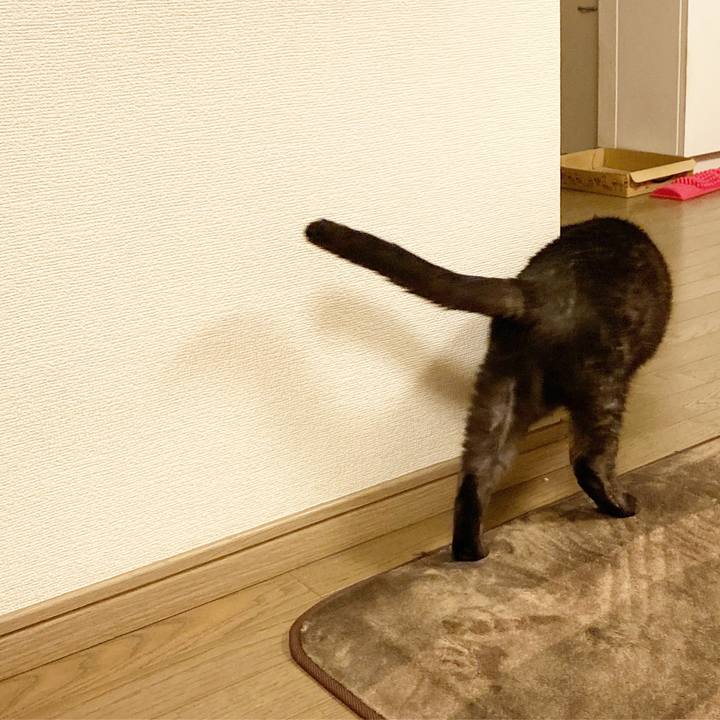 E58d850a f7ba 48c3 9de6 7f7de3451a3e 1590078864572