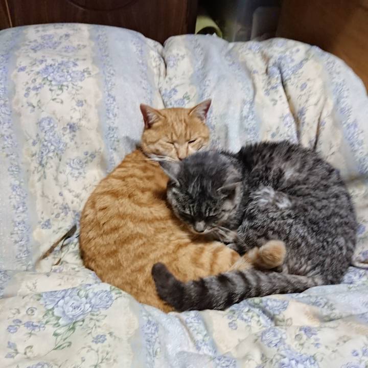 E58e1987 5801 46e4 8e87 9d81aa0aac56 1575376581581