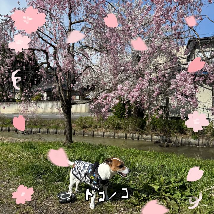 E58e8268 bdd9 4d02 a000 ef0325502c78 1744806623559