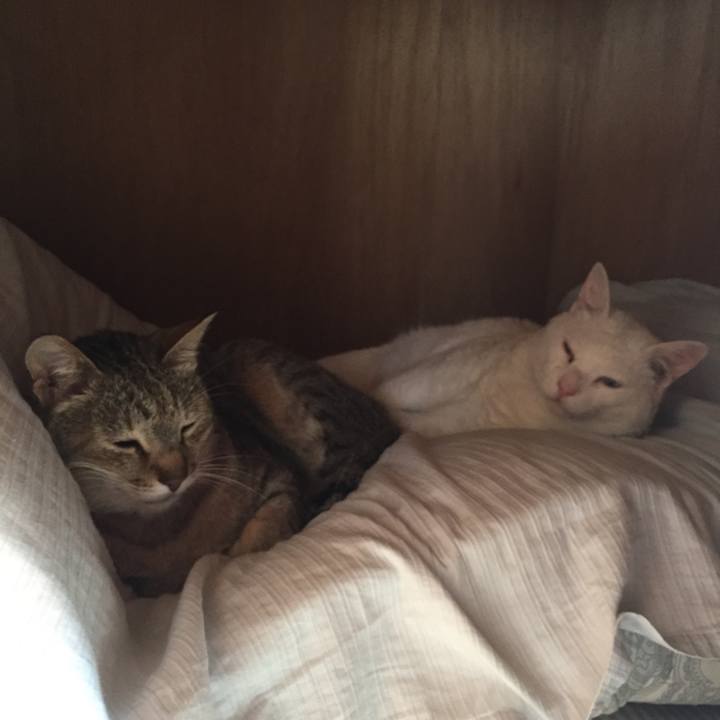 E58f49c2 630c 49cb 8890 14910825f43d 1528761913979