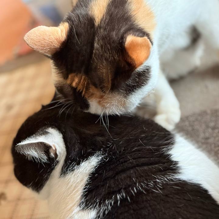 E592ebeb bded 4040 ad6a 4b479d8f5efb 1740103766595