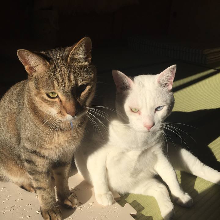 E593c874 b4a7 4a17 8199 407173bc8316 1509319054282