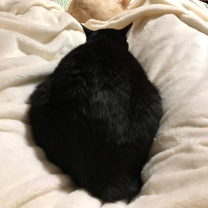 E5947c7b f184 4d9f a538 38dc5acc43ea 1541084280144