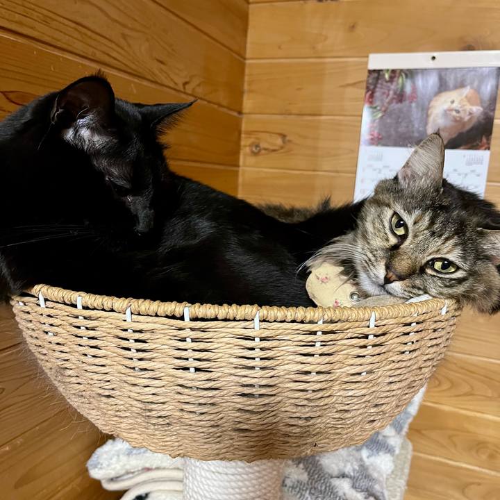 E5993116 e9a1 4efa 9024 c9400bbaae56 1770717628667