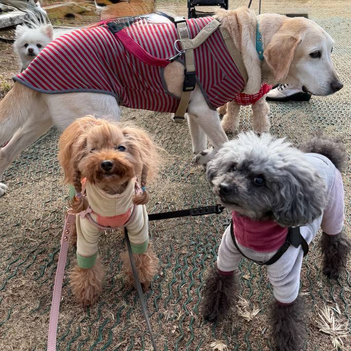 E599d2e1 3061 4908 bcbd 8f9457835996 1767055523886