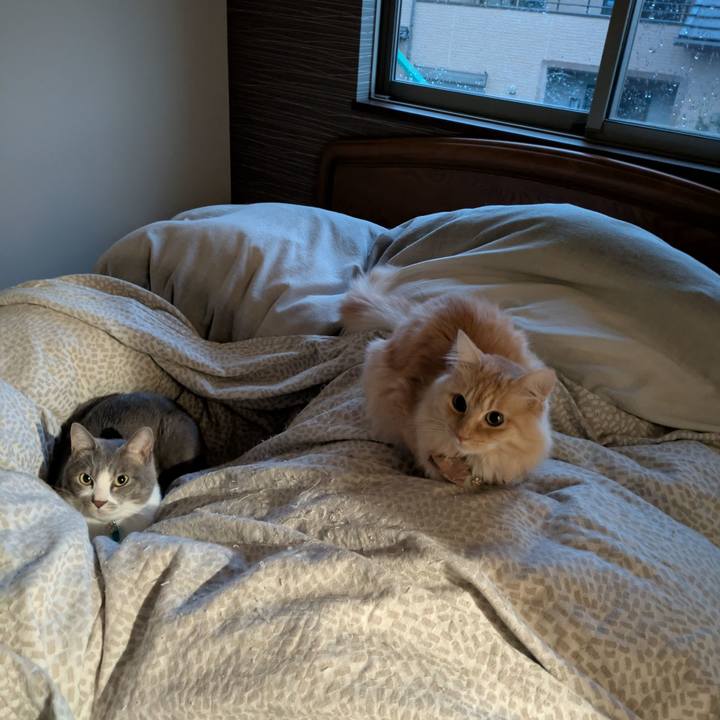 E59ea629 f112 46bb 820d 7789de22110e 1736200507965