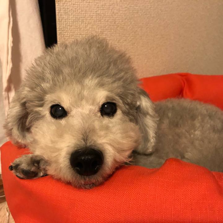 E59fb650 205b 42f3 9fba c319fde65fdc 1543791940900