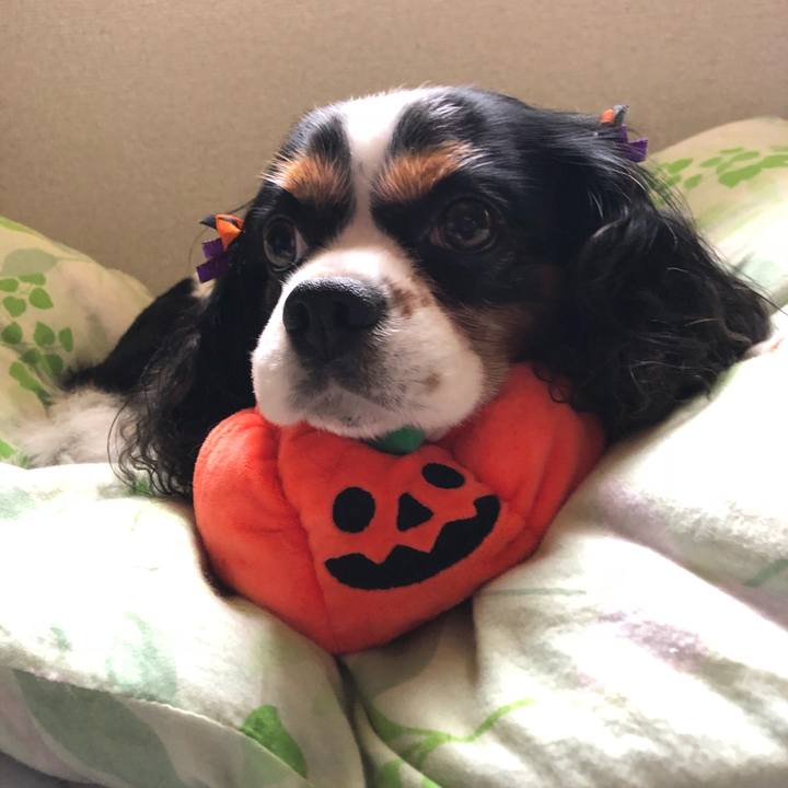 E5a8a9cb 0039 44a4 80f5 365ef6918600 1536971473163