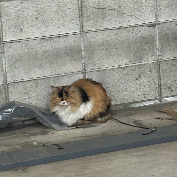 E5a98abb ab18 4759 a1b4 ecf4f2ad4000 1769213745640