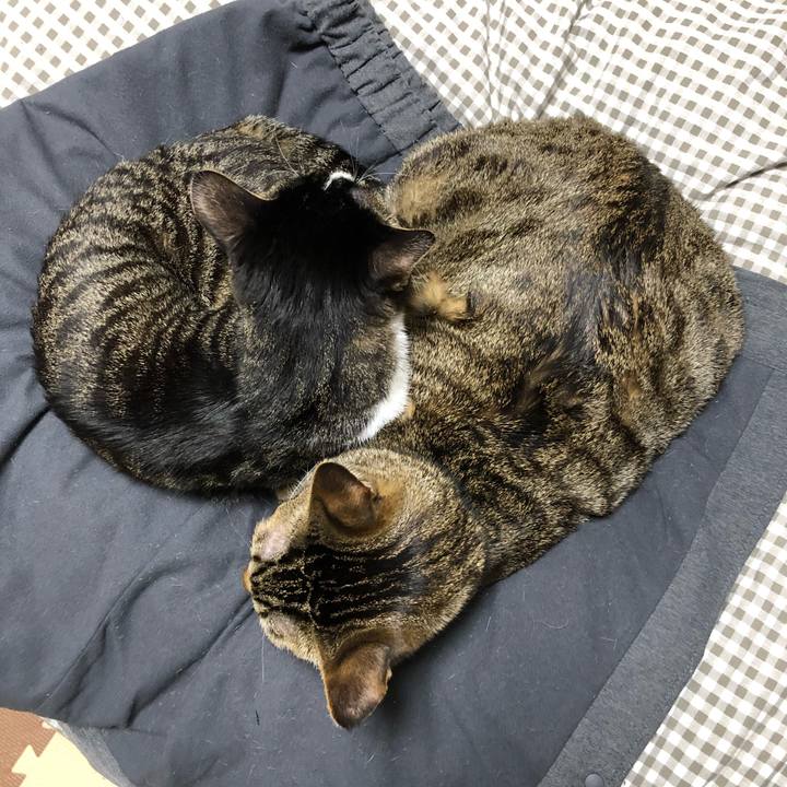 E5ab70d1 d3fe 4611 b8a3 dd8f3840d0d2 1518499675787