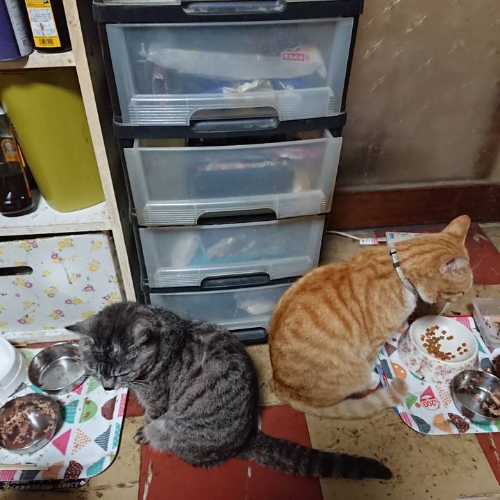 E5aceaee 97c4 405a b78f ce26441c44f5 1589610311389