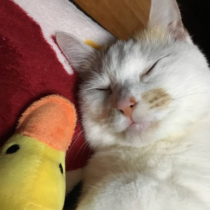 E5ae1a33 98ae 42ad a46a 9b264cda2922 1521035783741