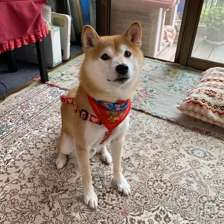 E5af47ac 4817 4208 a13f f82b45e6326a 1602320446700