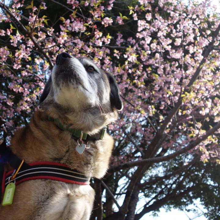 E5af6f7a e1de 455d 94b1 67ce310f1ed0 1520906490604