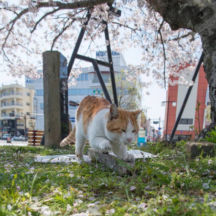 E5afd03a 40eb 4003 8fbe 3284ab8814df 1554742891865