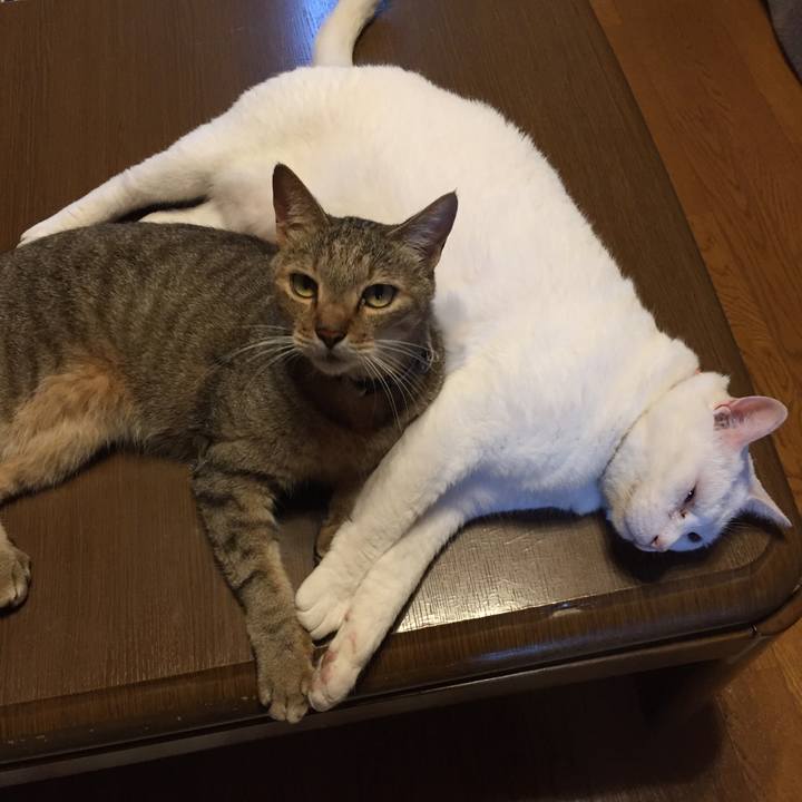 E5b26224 636c 4071 b8e0 c2d94fcdaf95 1564560609454