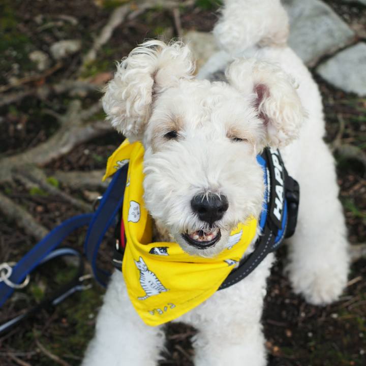 E5b45026 8e8d 4b16 a4dd d945d5984836 1507761294573