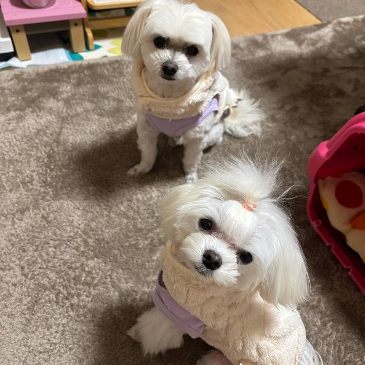 E5b863cc b2e3 4aea b2a1 3e010cb03807 1736675241789