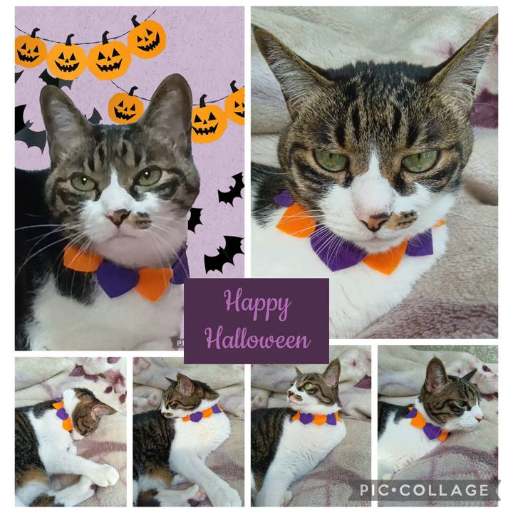 E5bcd64a 8675 4bd4 8f94 65ff8d47683e 1761657328542