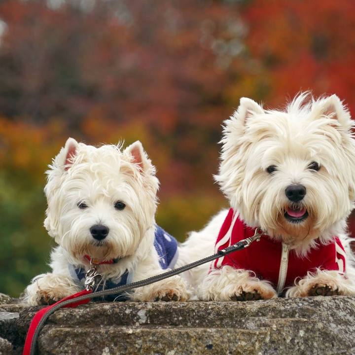 E5bd0bb4 afac 46f2 ba59 379b1bf70226 1512212833132