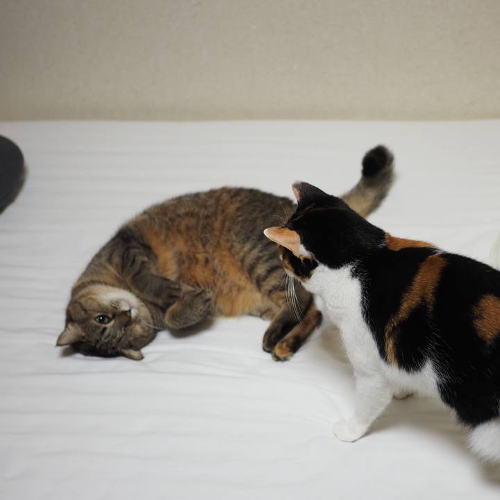 E5be9e40 f0ae 4a38 b970 17719346f631 1552233812032