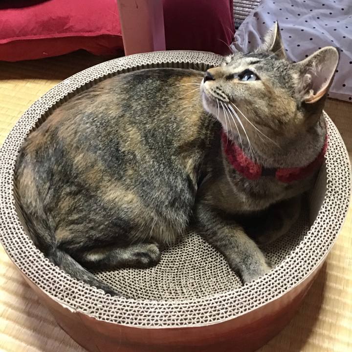 E5c132d7 554a 4627 a28c f0fff27f8bd4 1599372810018