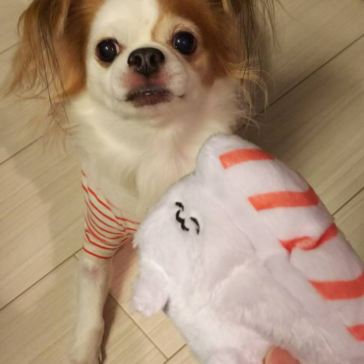 E5c24948 ac05 4b8b 9773 b68a471069ee 1511180116281