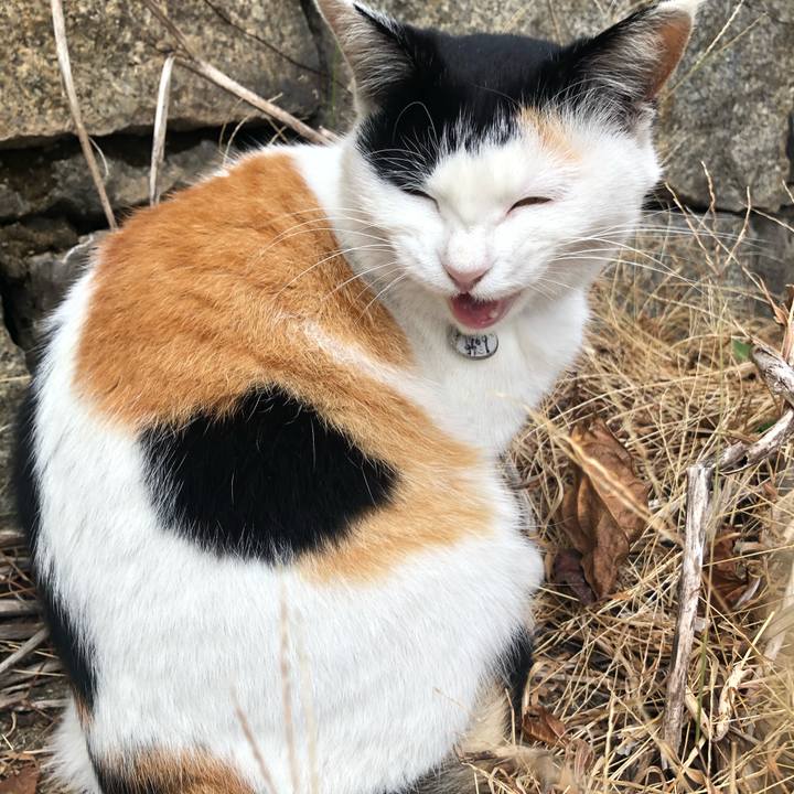 E5c4eefd 8da4 4268 80af df23f1f483eb 1606307213607