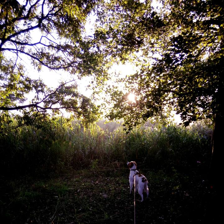 E5c54394 844d 4759 a2d6 034686448e19 1509928832990