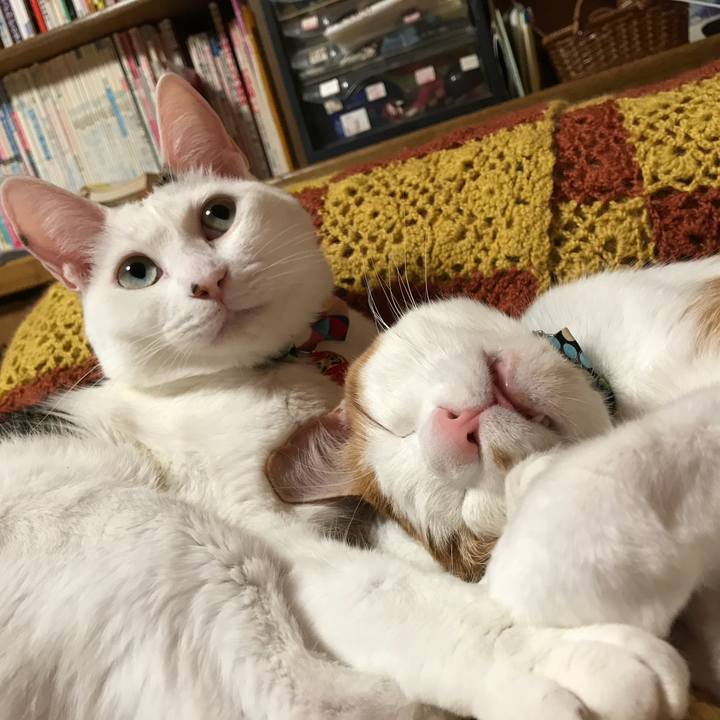 E5c6731a 6056 446c be85 e62e2a0cae75 1521629685518