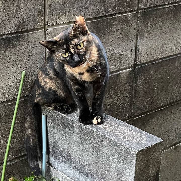 E5c8d91b a4d6 4cc1 b694 fd54b97418bb 1691410119380