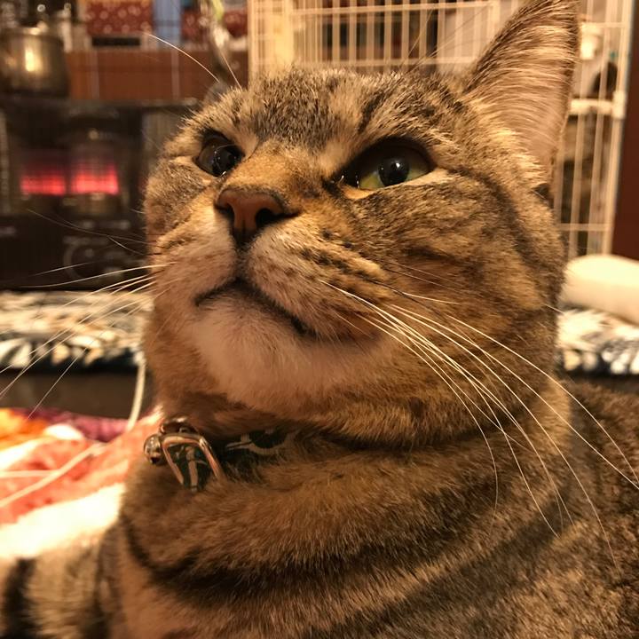 E5c920bb 61ea 444a 9fab d19554c786af 1549853278772