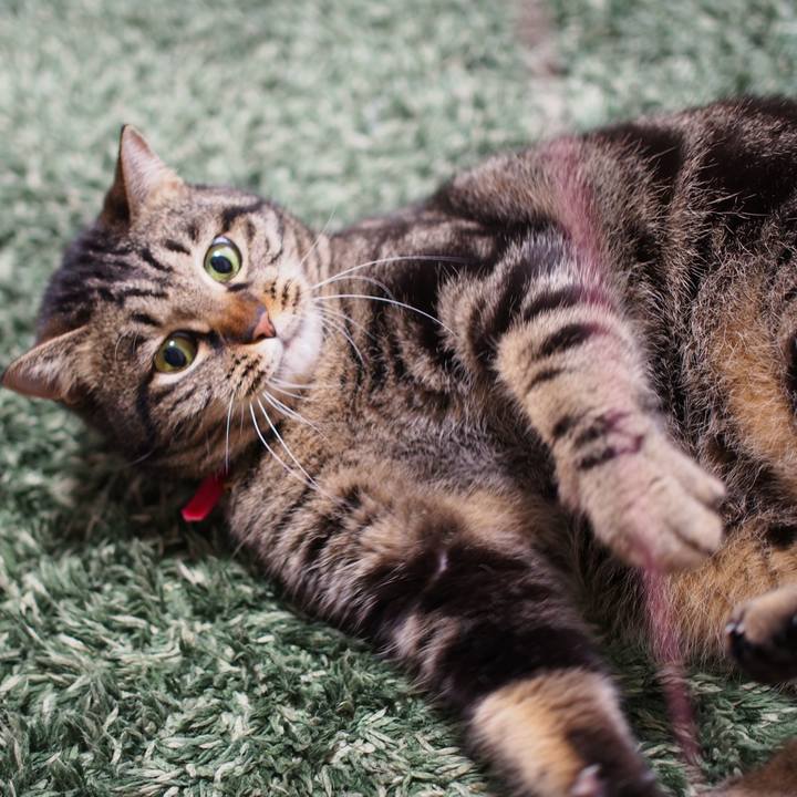 E5ca390e 2907 40d4 ba8e bd2820a97b5c 1584963345283