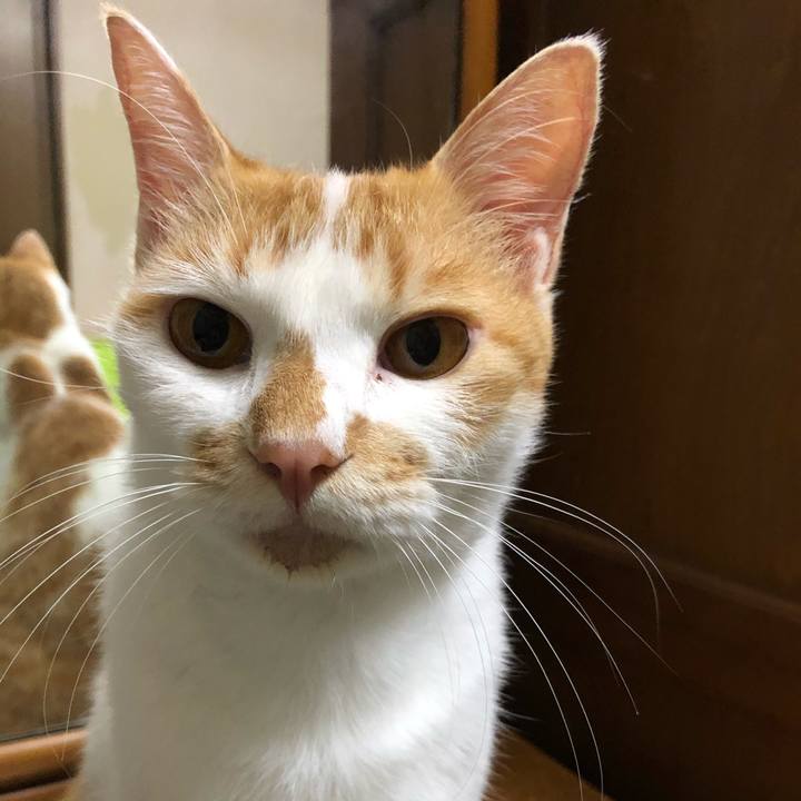 E5cb04cb 4cdf 4909 860a bca7dfbc725b 1599307080619