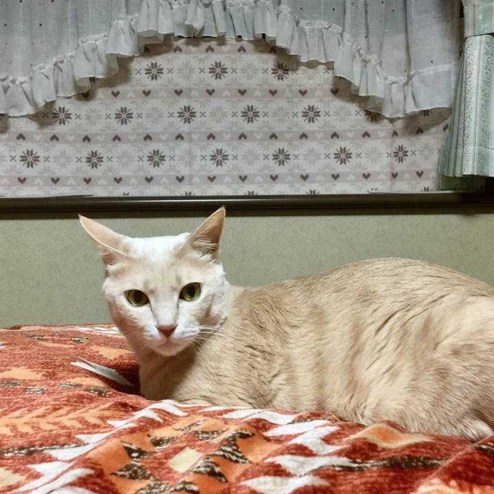 E5cc481d 6bbd 4d4c b059 569bdd4268a8 1514886897098