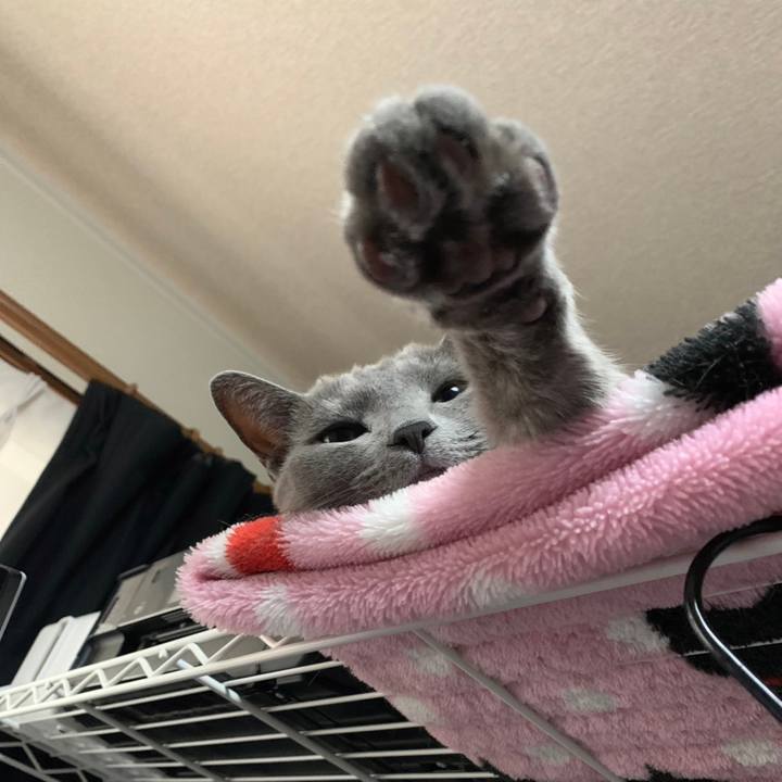 E5cce9f8 b785 49d9 931d 52754540a631 1668396238579