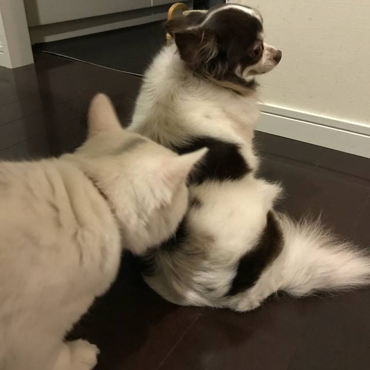 E5cd965e acb5 443d b6eb 0da378a4fc9c 1513501821958