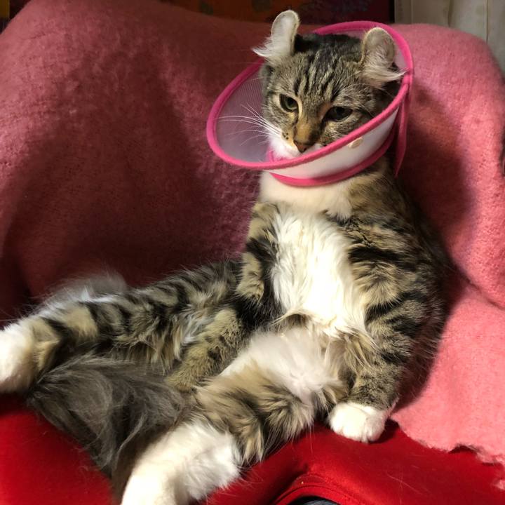 E5d220ab 5125 432c 9a4d d52a993e512c 1511768869400