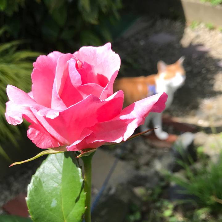 E5d41c0d 7c13 42fe a6b6 05f81b8b5e24 1527207731439