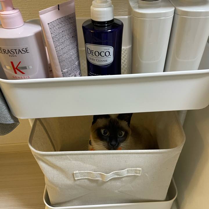 E5d60ad4 ebc8 4d44 b225 c1ef1e874e85 1729893710416