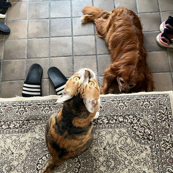 E5d6295f 85bd 4b82 bb08 0c71a104f741 1759368977548